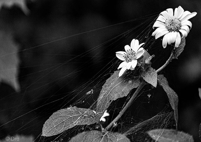 Silk Flowers